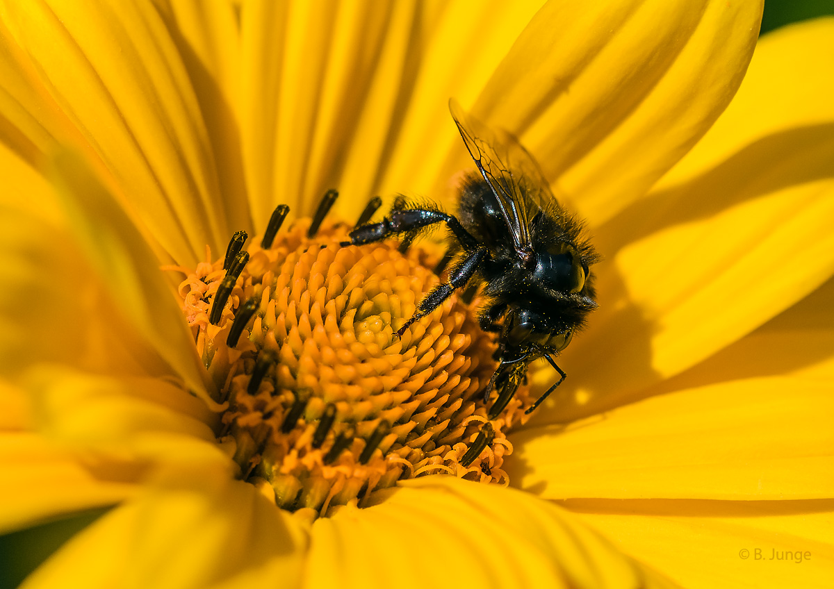 Hummel oder Wildbiene?