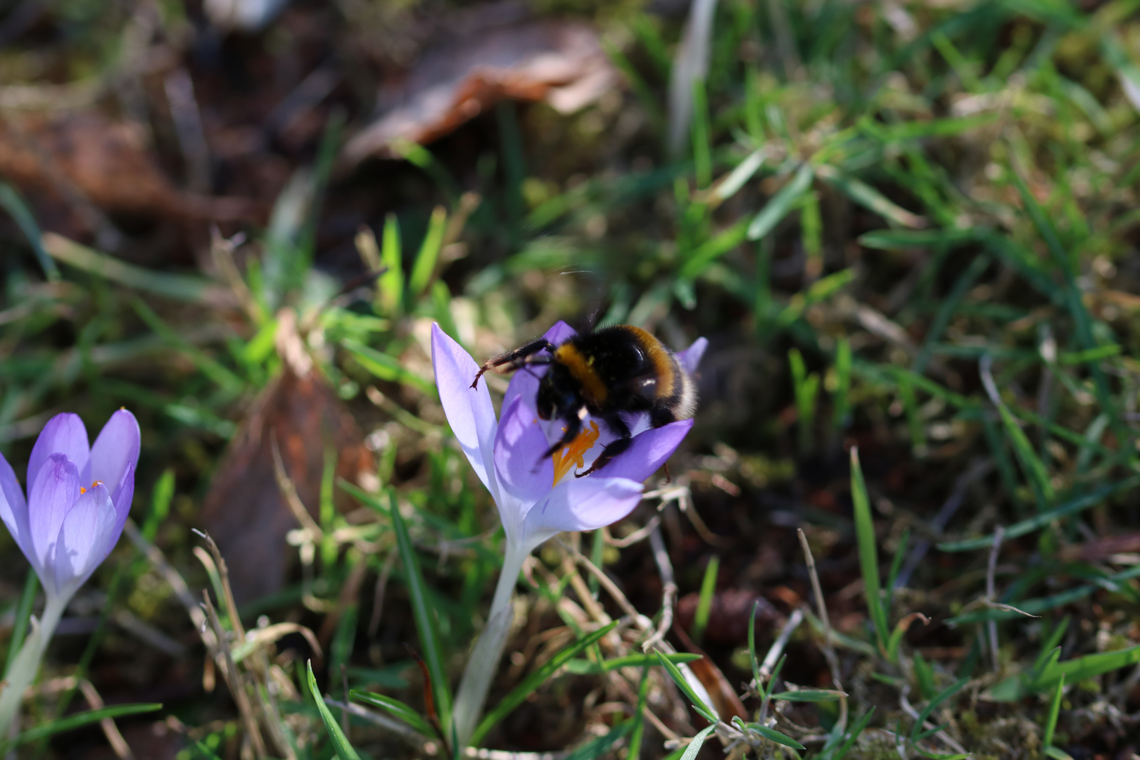 Hummel on Crocus