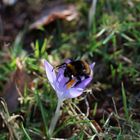 Hummel on Crocus