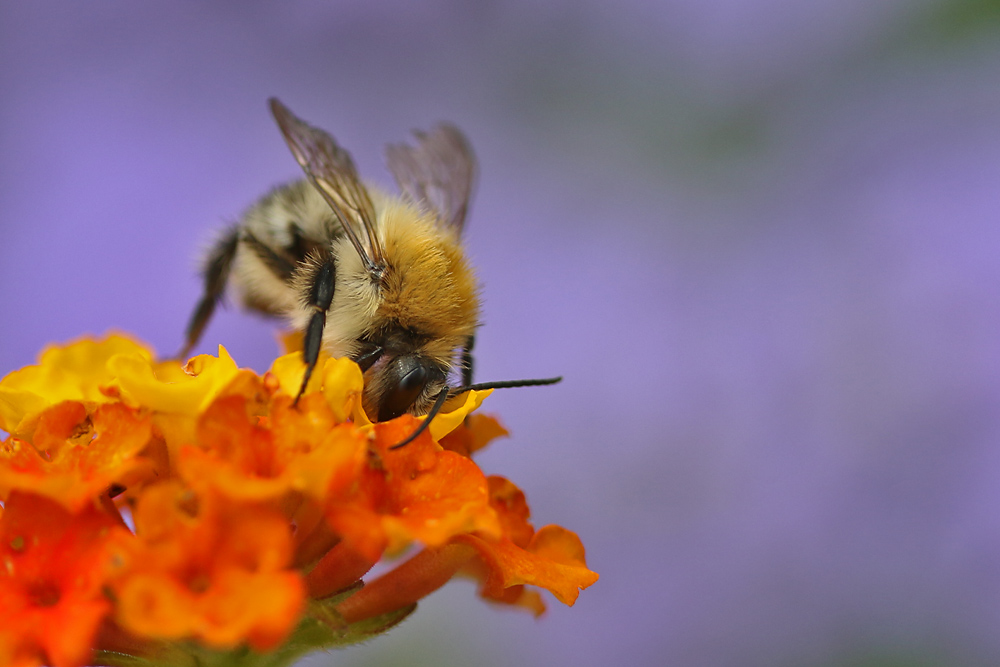 Hummel on the top