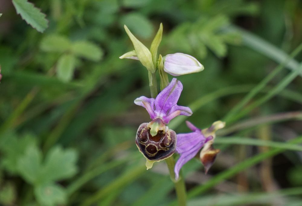 Hummel Orchidee.