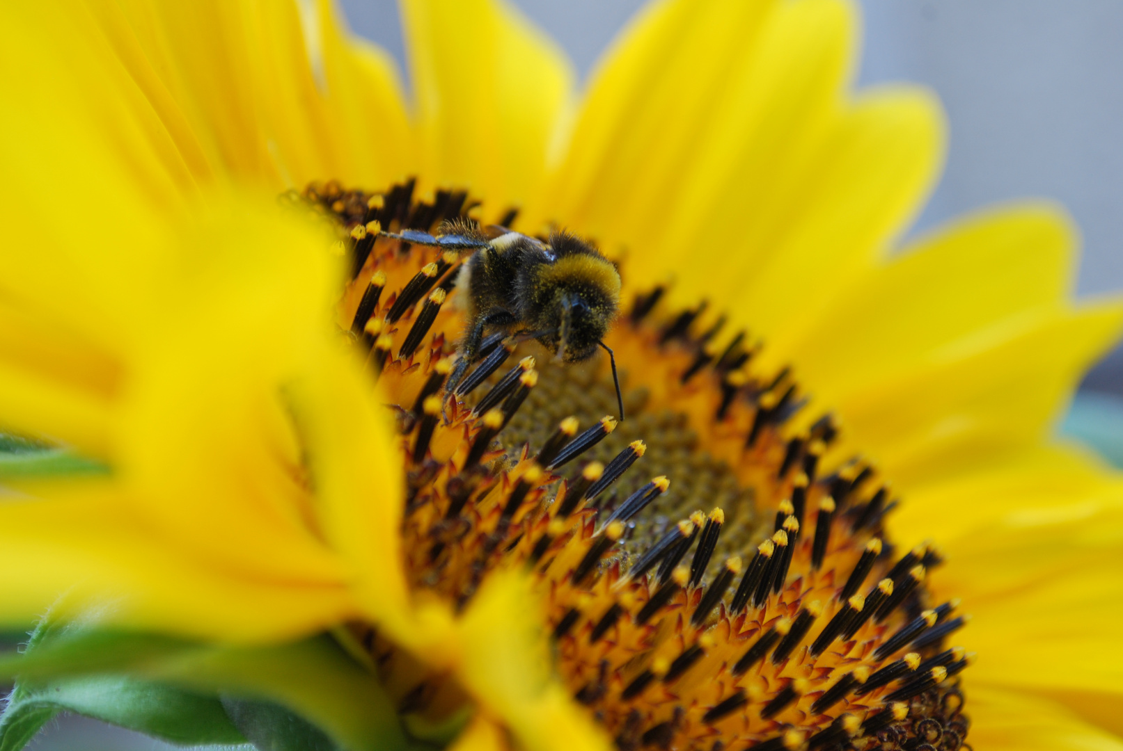 Hummel Paradies