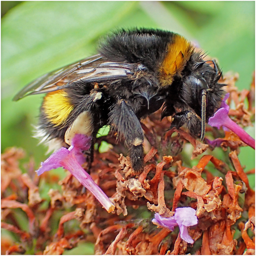 Hummel, Parasitenbefall