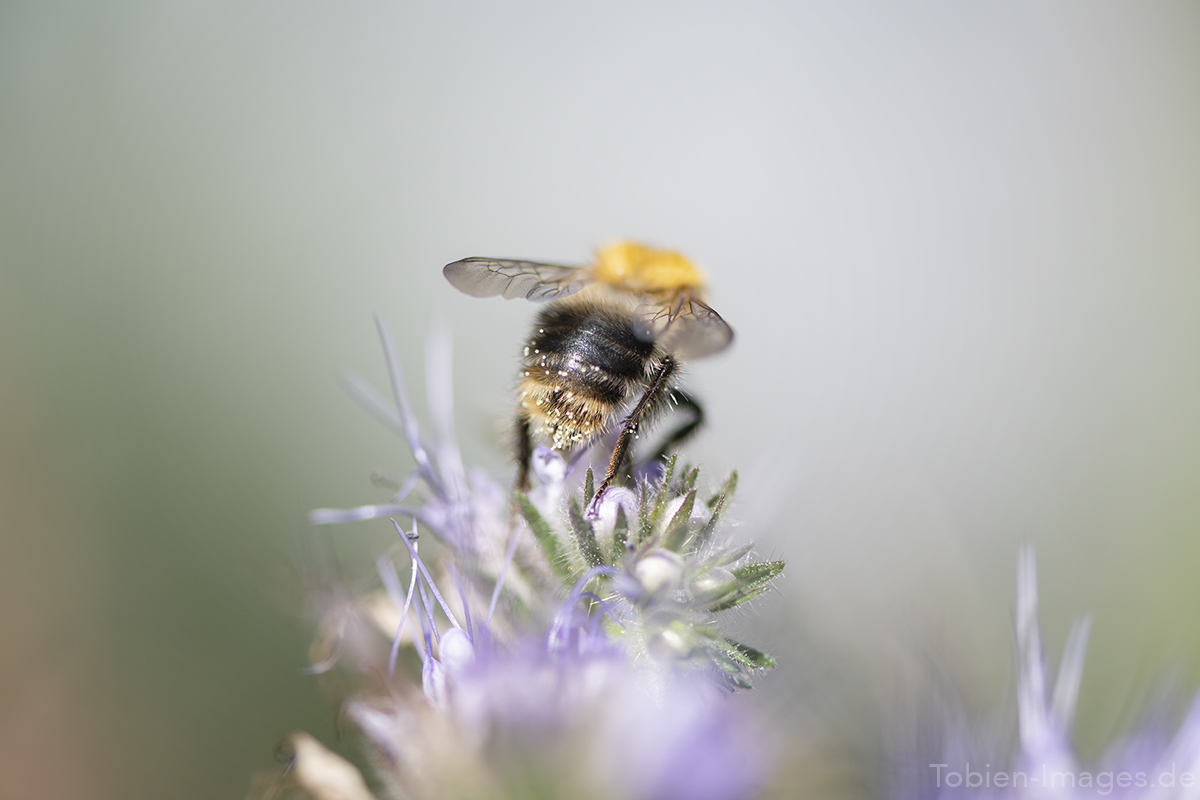 Hummel-Pollen-Popo