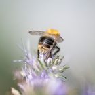 Hummel-Pollen-Popo