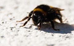 Hummel-Portrait