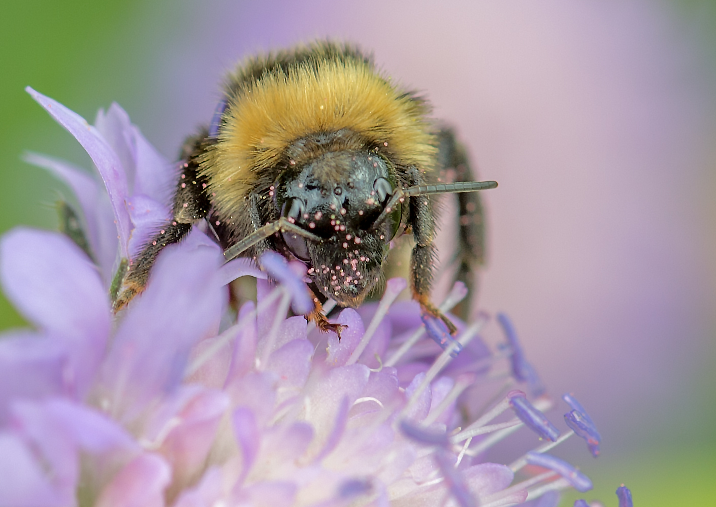 Hummel Portrait 