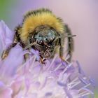 Hummel Portrait 