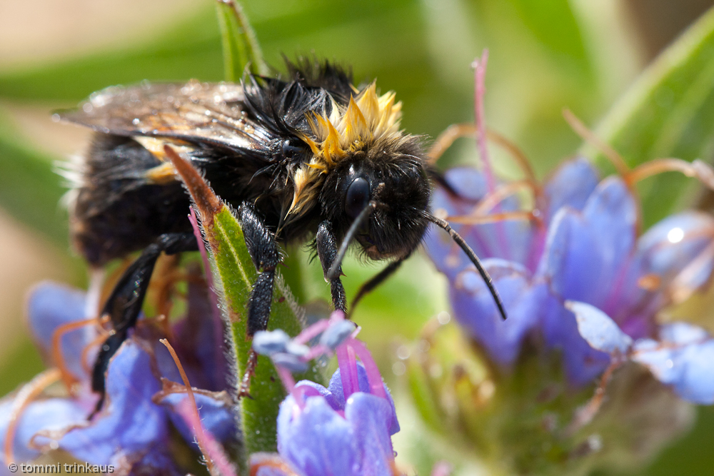 Hummel, pudelnass