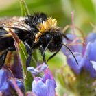 Hummel, pudelnass