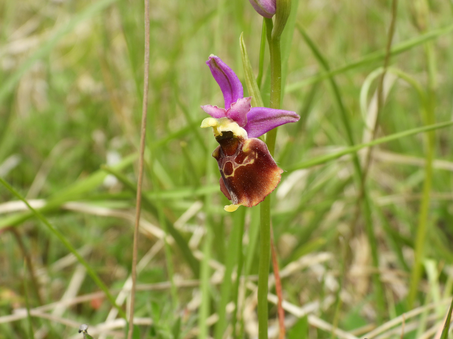Hummel Ragwurz Foto & Bild pflanzen, pilze & flechten, blüten