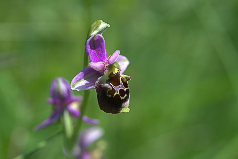Hummel-Ragwurz - einheimische Orchidee