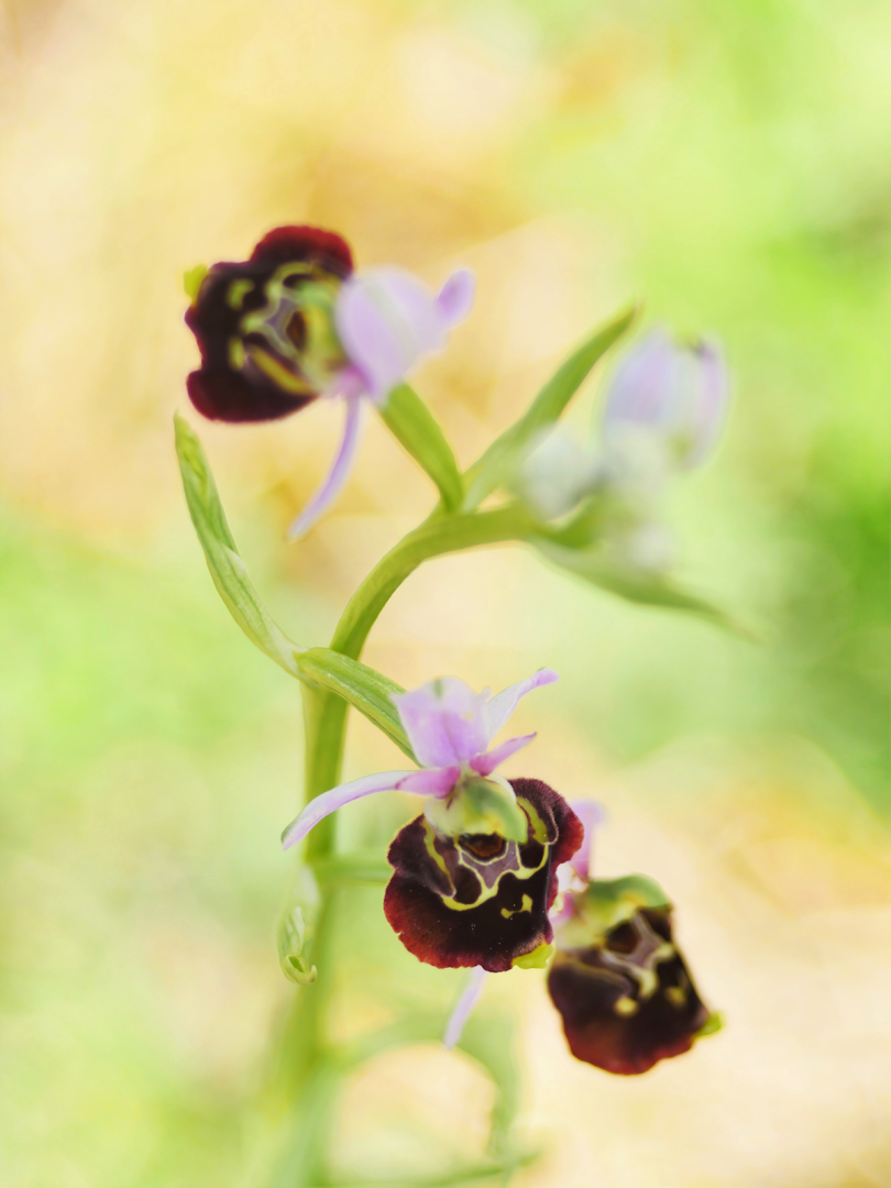 Hummel-Ragwurz,  (Ophrys fuciflora)