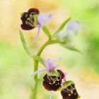 Hummel-Ragwurz,  (Ophrys fuciflora)