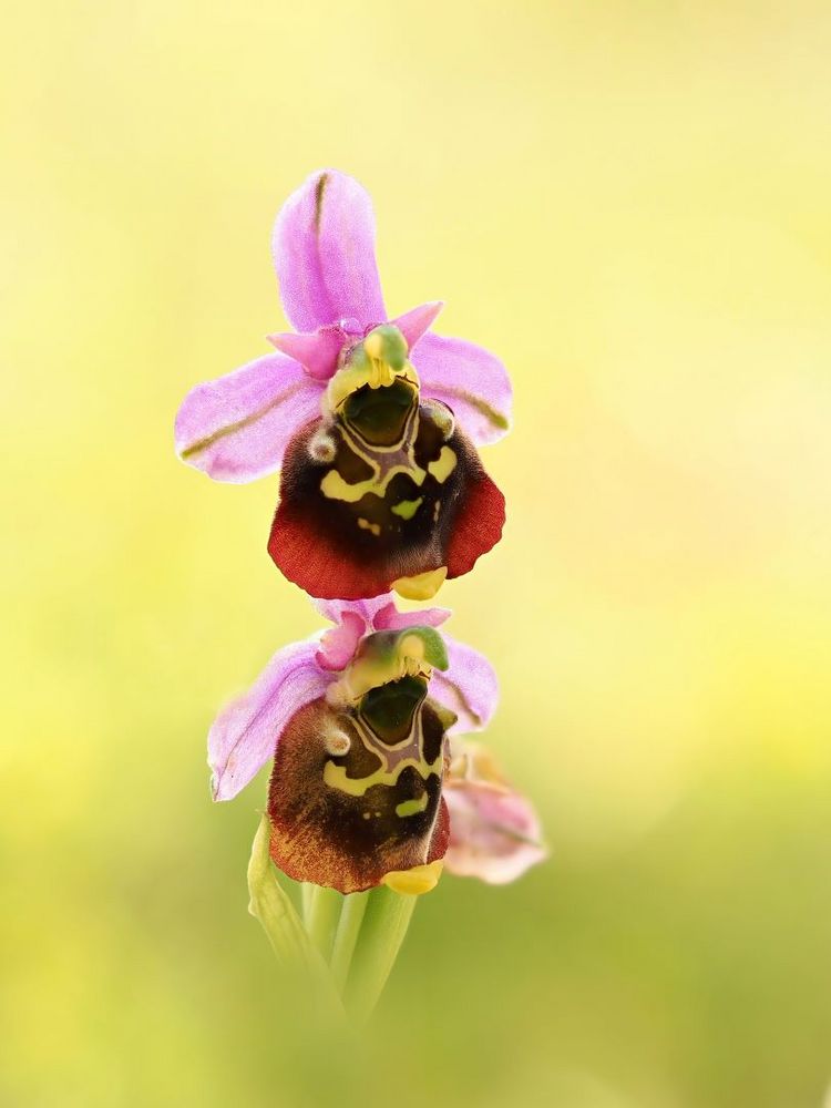 Hummel-Ragwurz (Ophrys fuciflora)