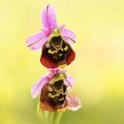 Hummel-Ragwurz (Ophrys fuciflora)