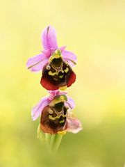 Hummel-Ragwurz (Ophrys fuciflora)