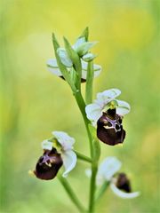 Hummel-Ragwurz,  (Ophrys fuciflora)