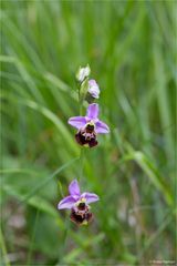 Hummel-Ragwurz (Ophrys holoseric