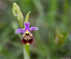 Hummel-Ragwurz (Ophrys holoserica) 00