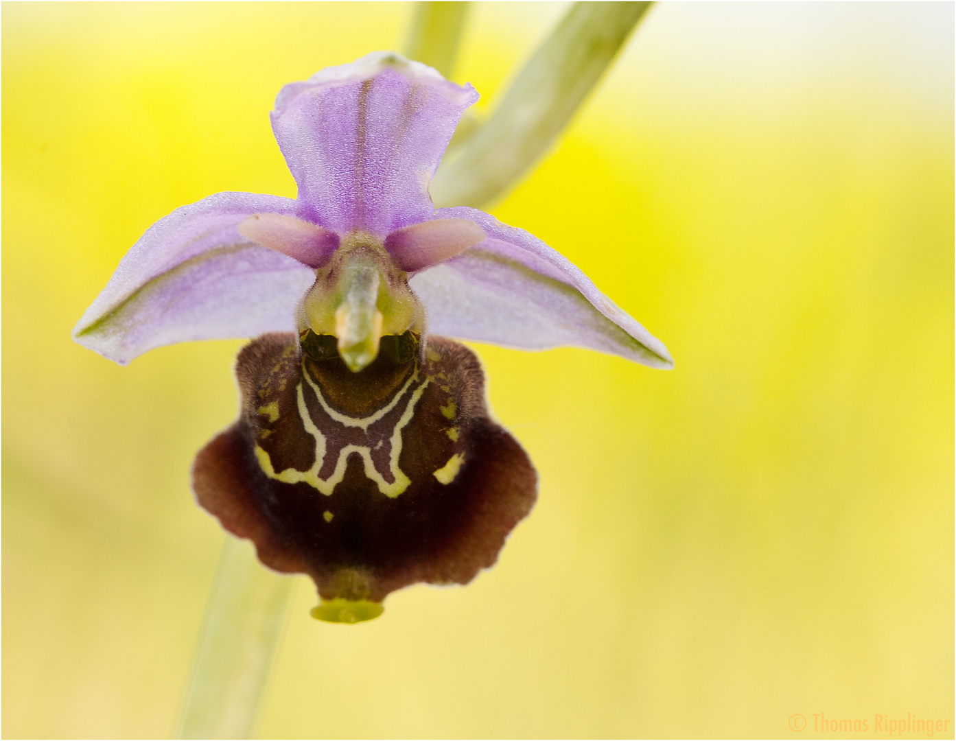 Hummel-Ragwurz (Ophrys holoserica) .