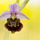 Hummel-Ragwurz (Ophrys holoserica) .