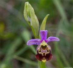 Hummel-Ragwurz (Ophrys holoserica) 01