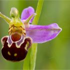 Hummel-Ragwurz (Ophrys holoserica)........