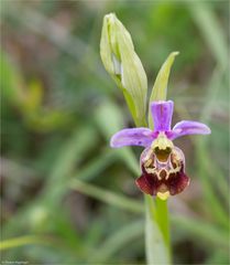 Hummel-Ragwurz (Ophrys holoserica) 03