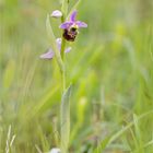 Hummel-Ragwurz (Ophrys holoserica)