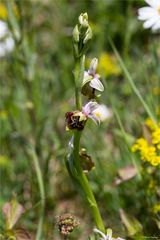 Hummel-Ragwurz (Ophrys holoserica) ...