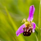 Hummel-Ragwurz (Ophrys holoserica).....