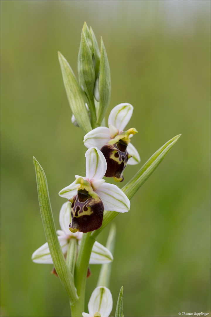 Hummel-Ragwurz (Ophrys holoserica) . . .