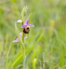 Hummel-Ragwurz (Ophrys holoserica)