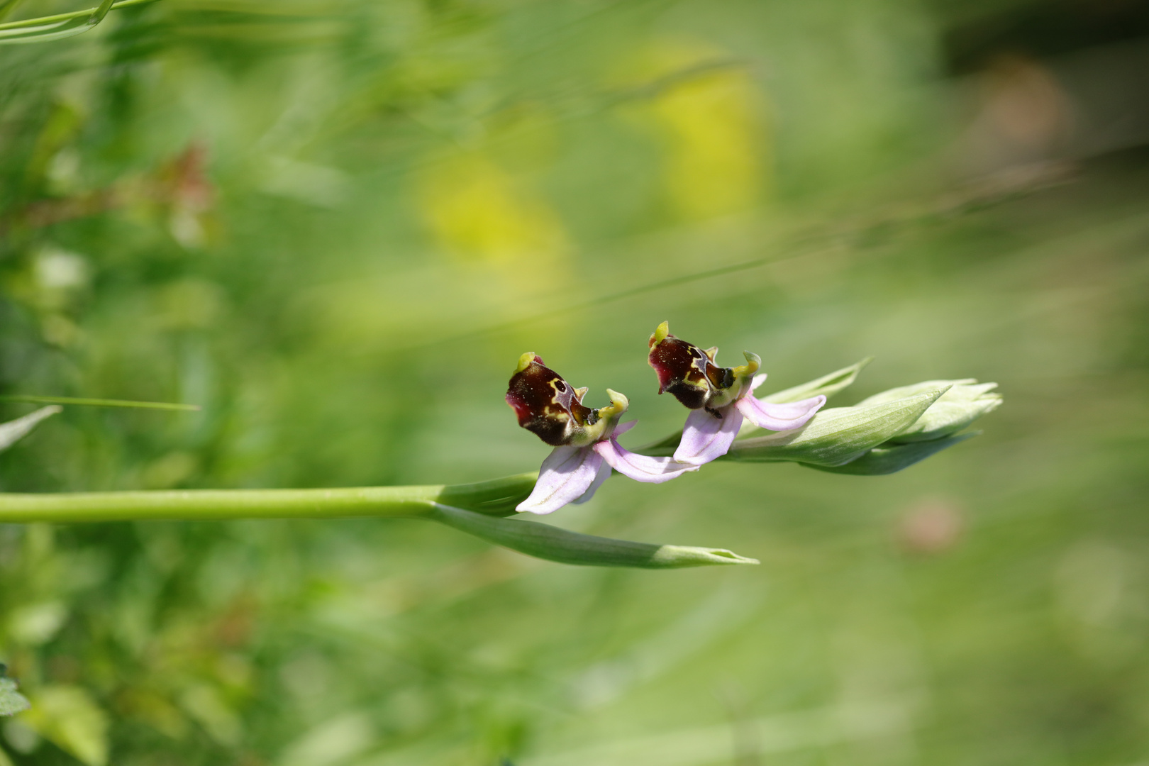 Hummel-Ragwurz (Ophrys holoserica)