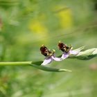 Hummel-Ragwurz (Ophrys holoserica)