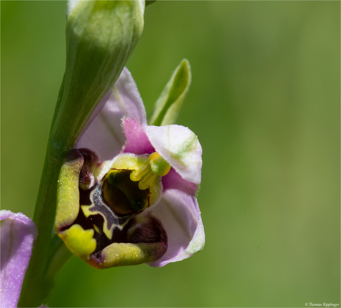 Hummel-Ragwurz (Ophrys holoserica)