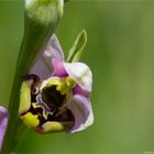 Hummel-Ragwurz (Ophrys holoserica)