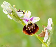 Hummel-Ragwurz (Ophrys holoserica) .