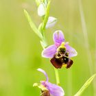 Hummel-Ragwurz (Ophrys holoserica)