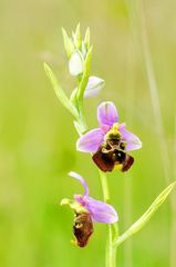 Hummel-Ragwurz (Ophrys holoserica)