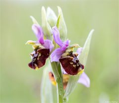 Hummel-Ragwurz (Ophrys holoserica)