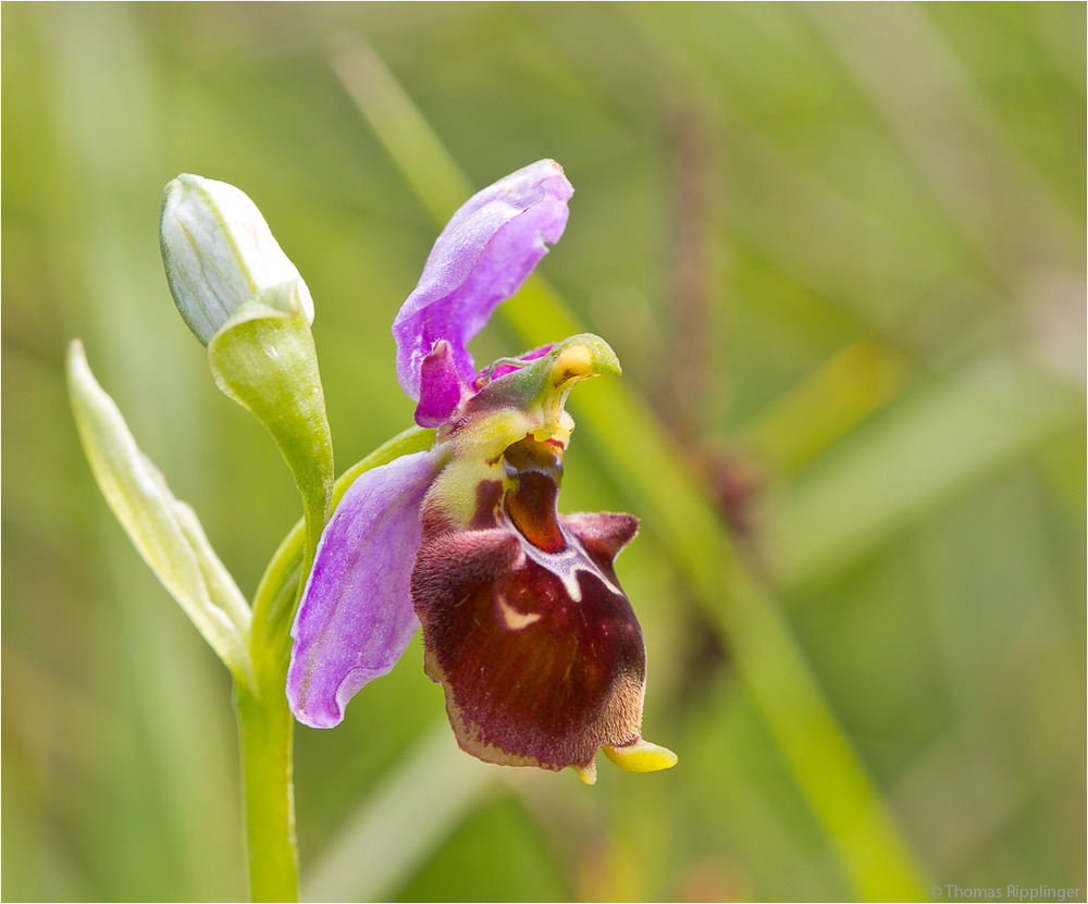 Hummel-Ragwurz (Ophrys holoserica) . .