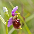 Hummel-Ragwurz (Ophrys holoserica) . .