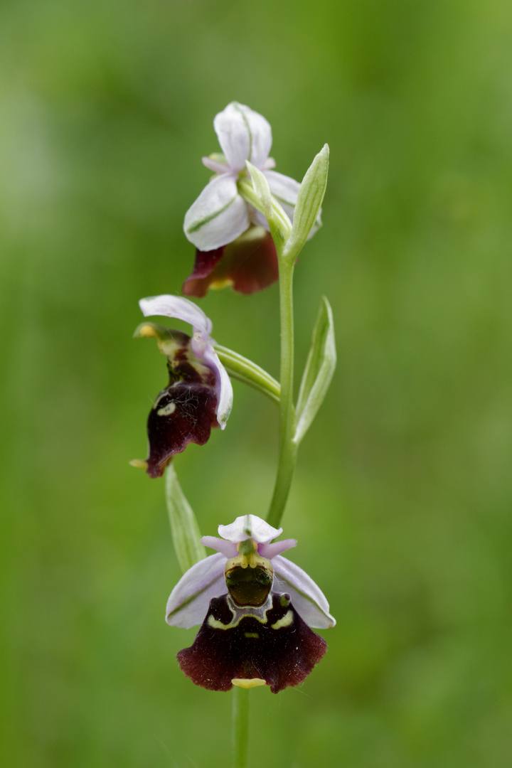 Hummel-Ragwurz (Ophrys holoserica)