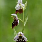 Hummel-Ragwurz (Ophrys holoserica)