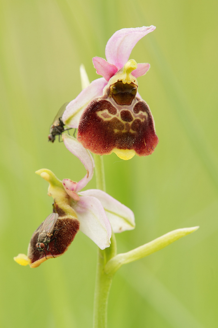 Hummel-Ragwurz (Ophrys holoserica)