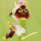 Hummel-Ragwurz (Ophrys holoserica)