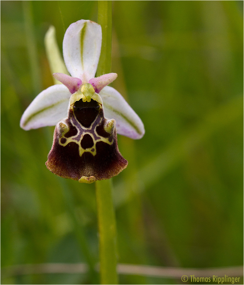 Hummel-Ragwurz (Ophrys holoserica)