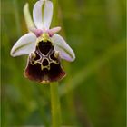 Hummel-Ragwurz (Ophrys holoserica)